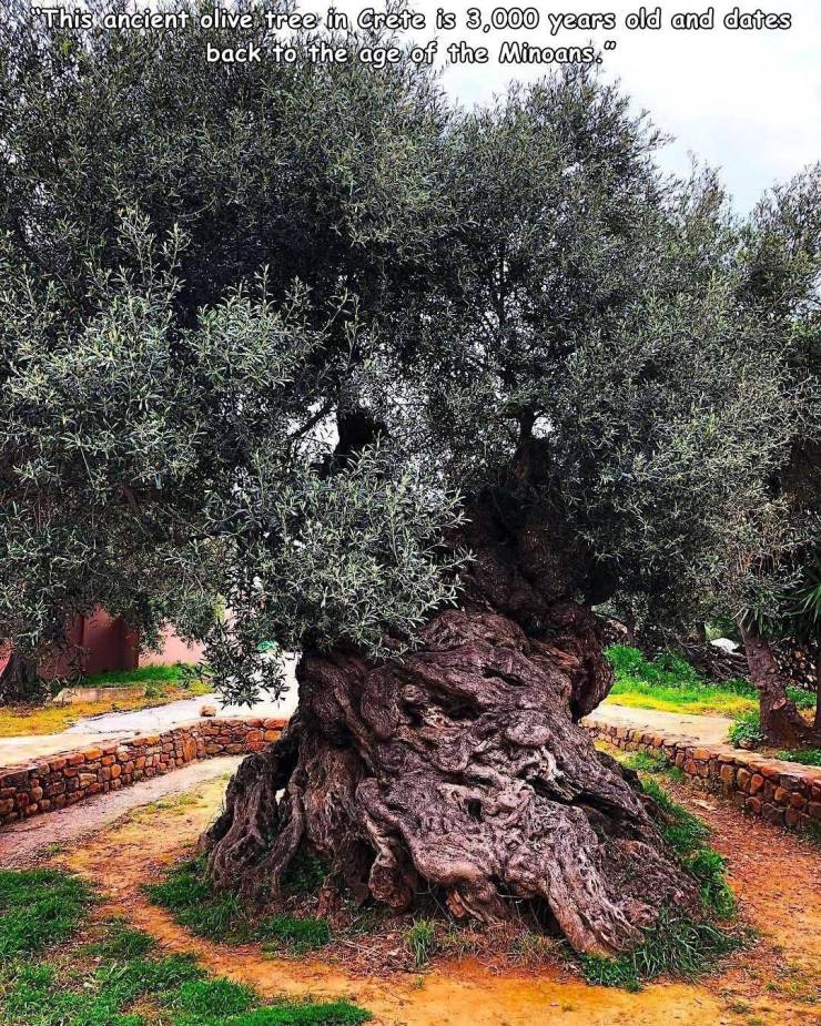Ancient Olive Tree - This ancient olive tree in Crete is 3,000 years old and dates back to the age of the Minoans