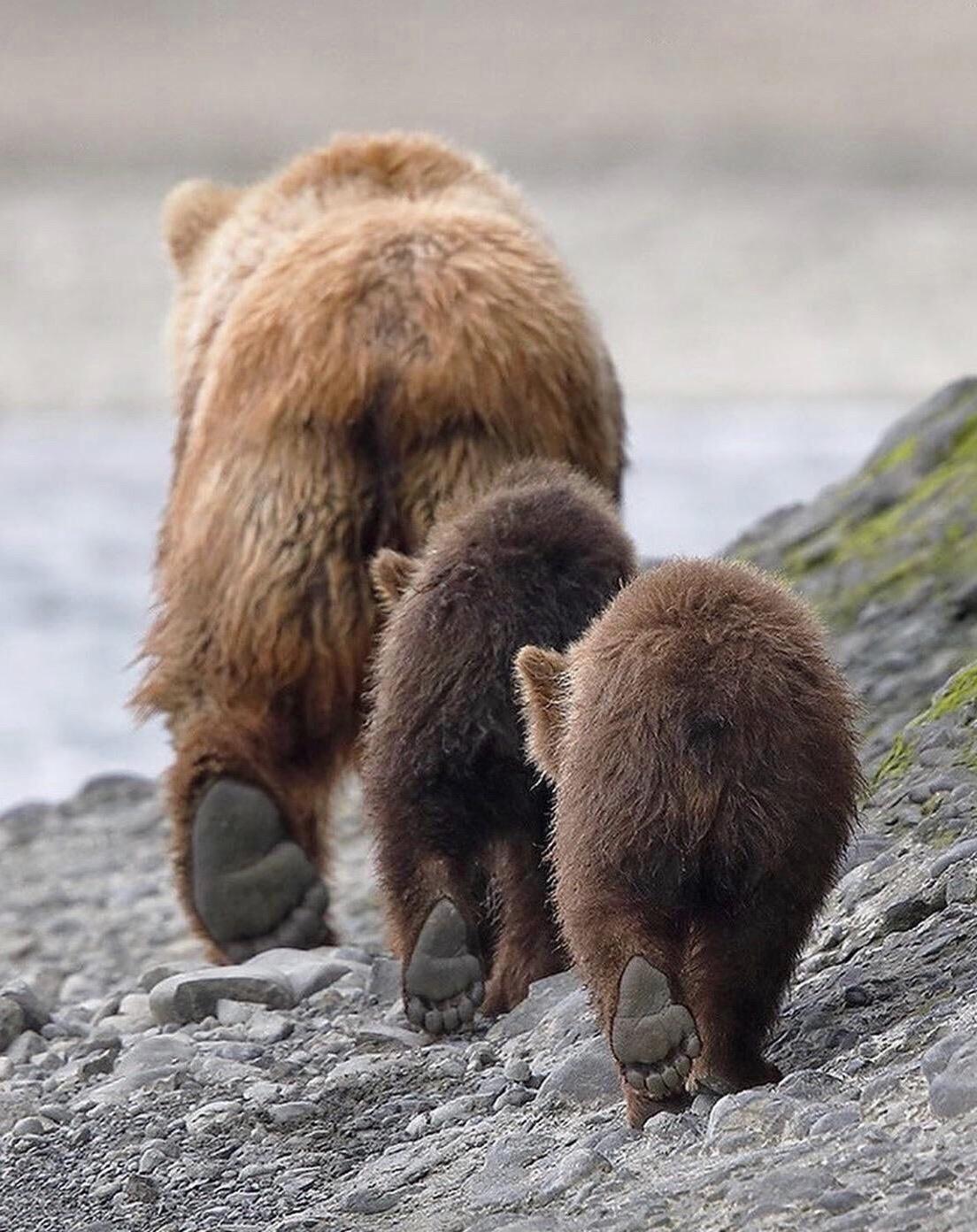 family of bears