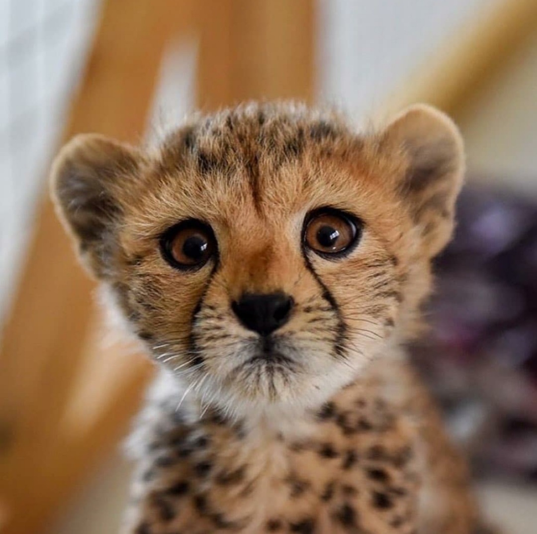 cheetah animal