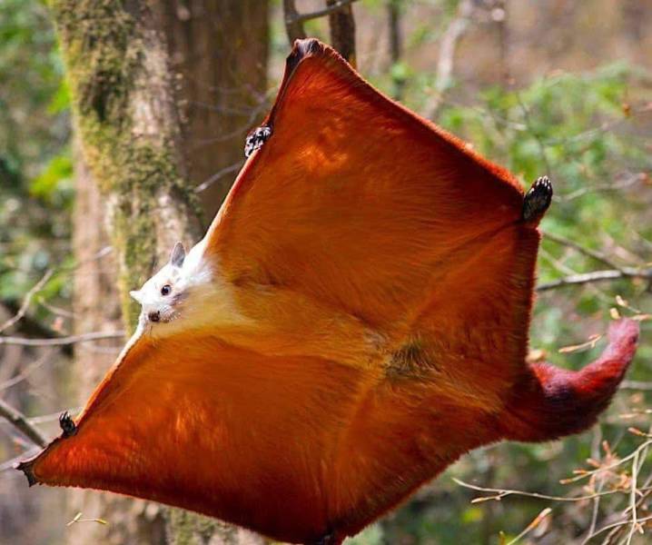 flying squirrel facts
