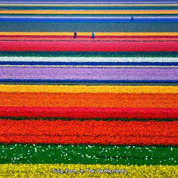 tulip fields in holland - Tulip farm in The Netherlands