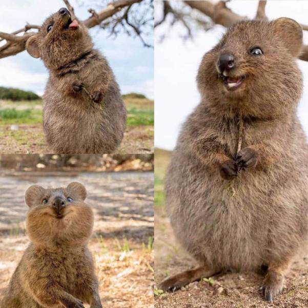 funny random pics - quokka animal