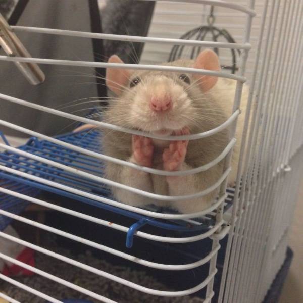 funny random pics - cute rat