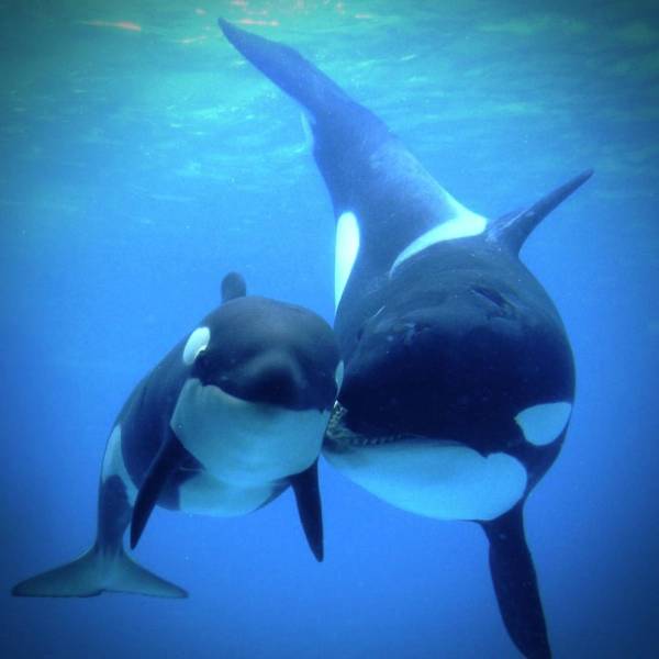 funny random pics - orca killer whale
