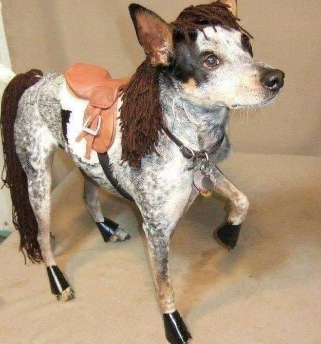 funny random pics - dog that looks like a horse