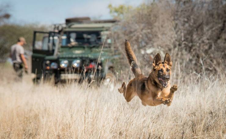 awesome pics and badass photos -dog jumping in a field