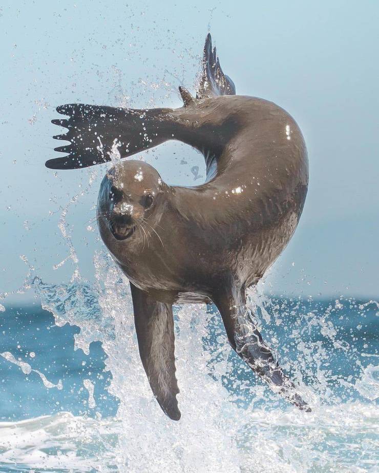 awesome pics and badass photos - seal bursting out of water