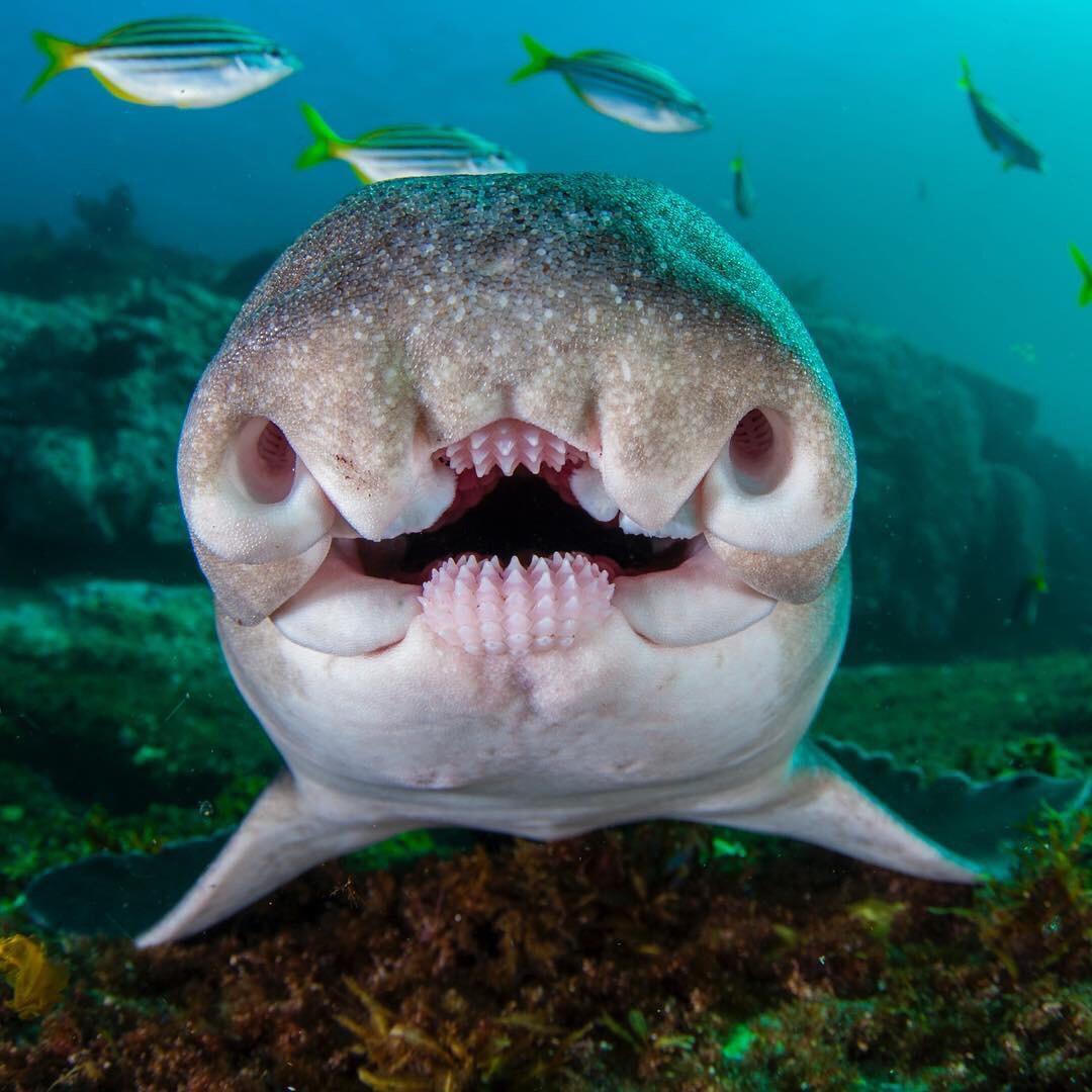 awesome pics and badass photos - port jackson shark