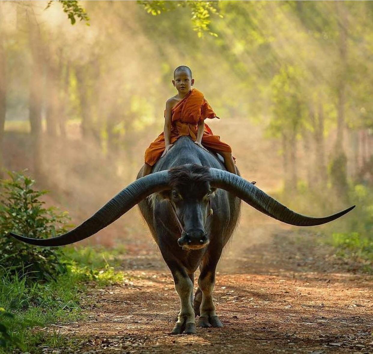 boy riding buffalo