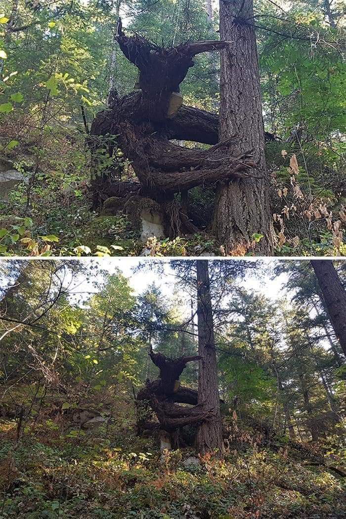 real scary tree