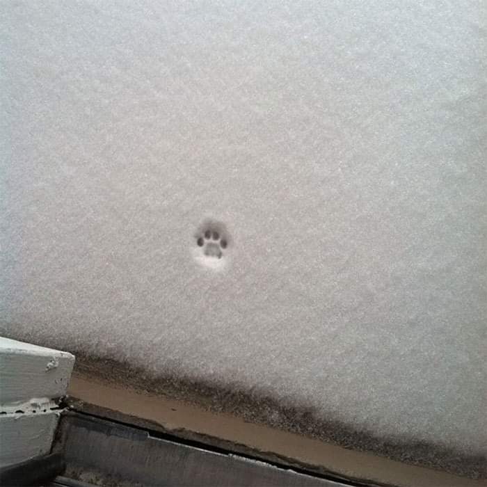 cat paw in snow