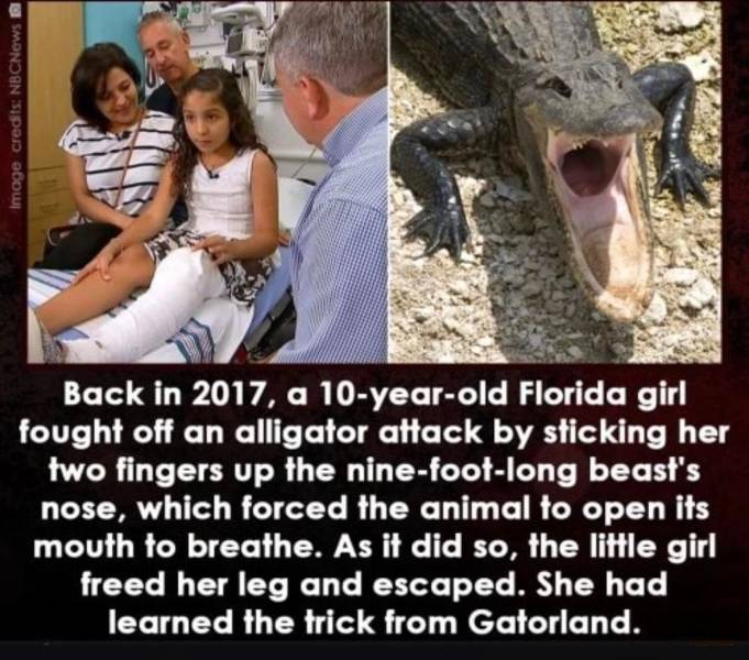 only in florida - Image credits NBCNews Back in 2017, a 10yearold Florida girl fought off an alligator attack by sticking her two fingers up the ninefootlong beast's nose, which forced the animal to open its mouth to breathe. As it did so, the little girl