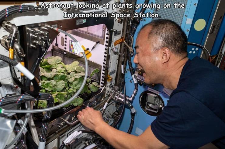 mechanic - Astronaut looking at plants growing on the International Space Station. .