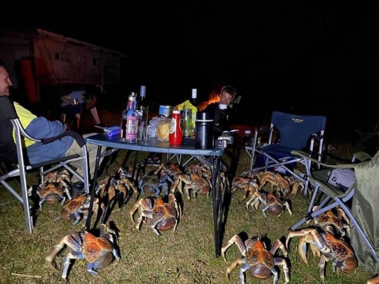 funny photos - crabs picnic australia - Ias