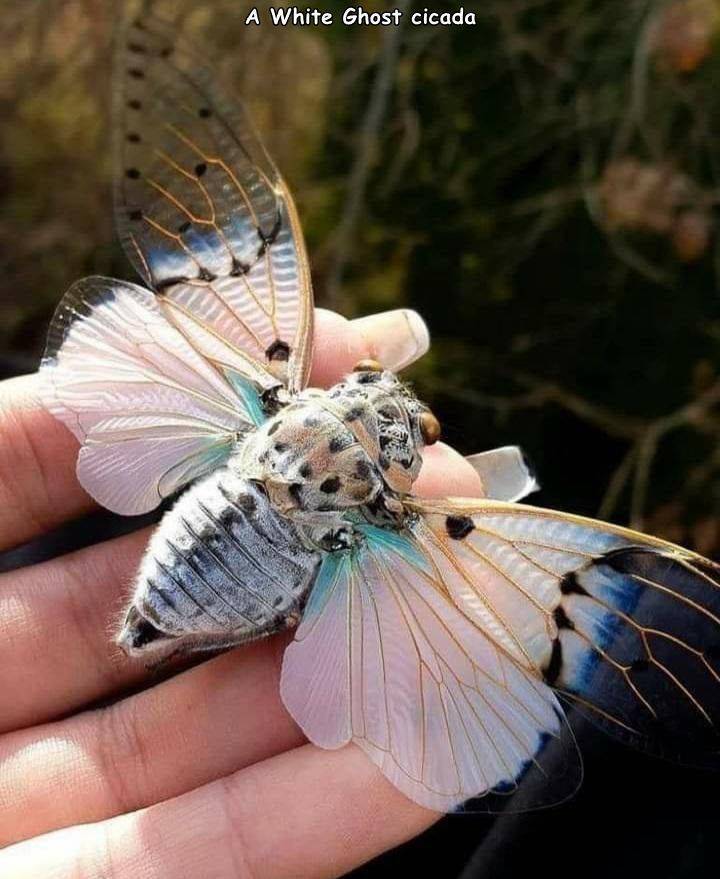 funny photos - butterfly - A White Ghost cicada