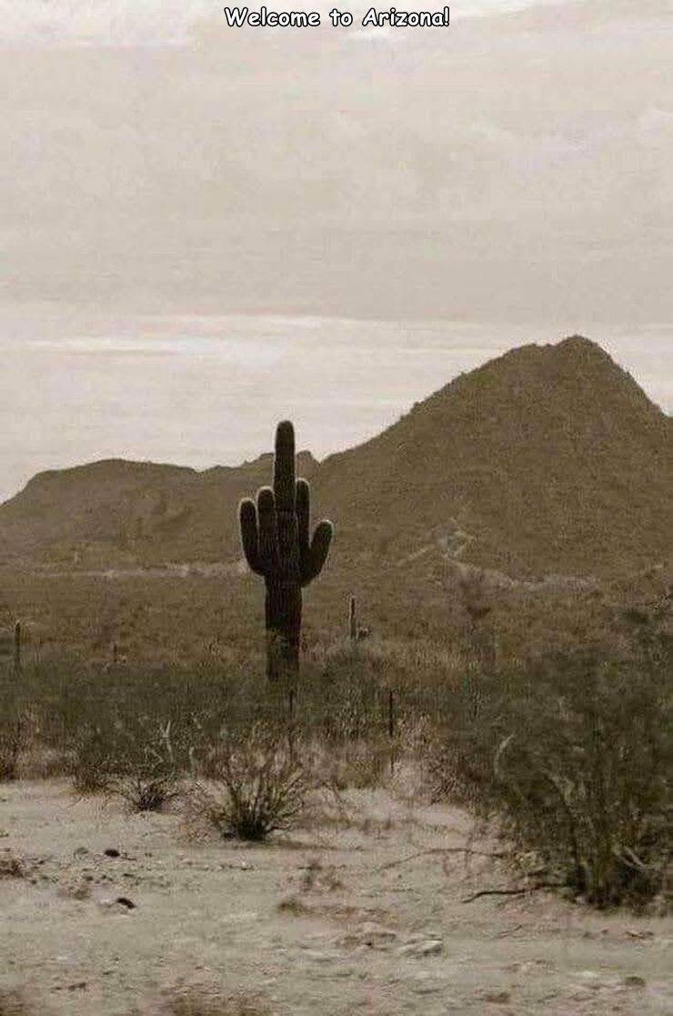 funny photos - middle finger cactus - Welcome to Arizona!
