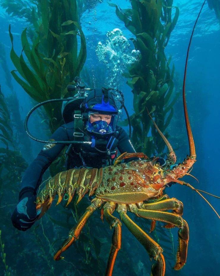 funny photos - spiny lobster - Nation