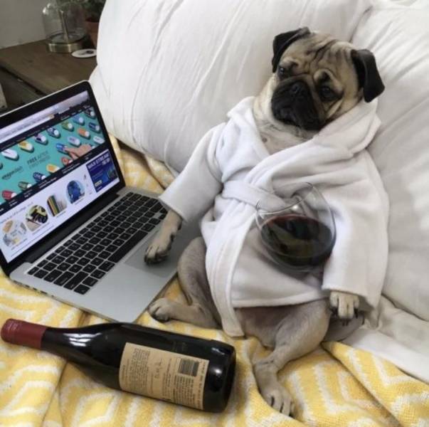 random photos and cool pics - pug with wine - fe