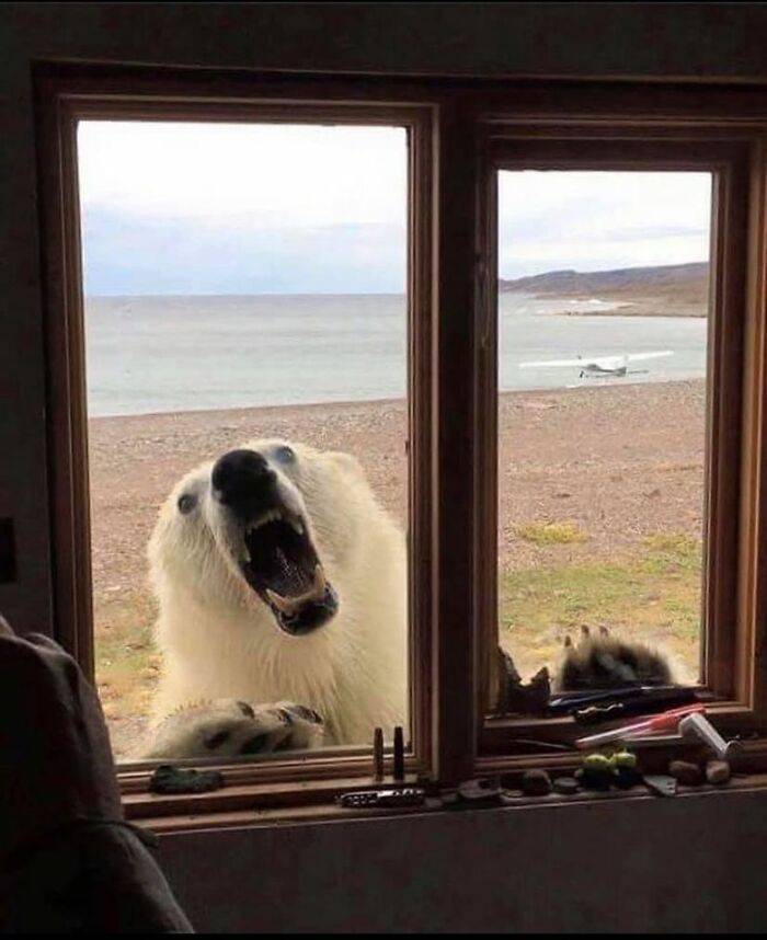 random photos and cool pics - reddit polar bear