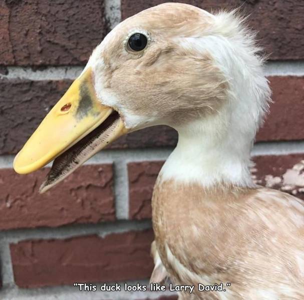 duck -