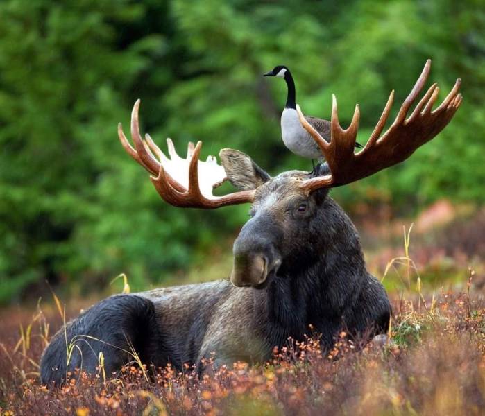 funny random pics - canadian moose -