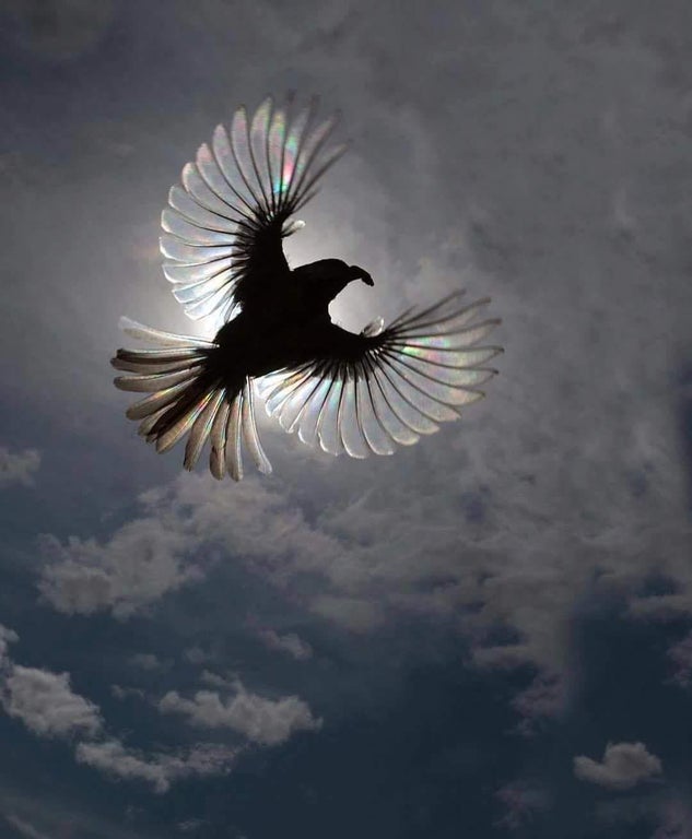 bird with see through wings -