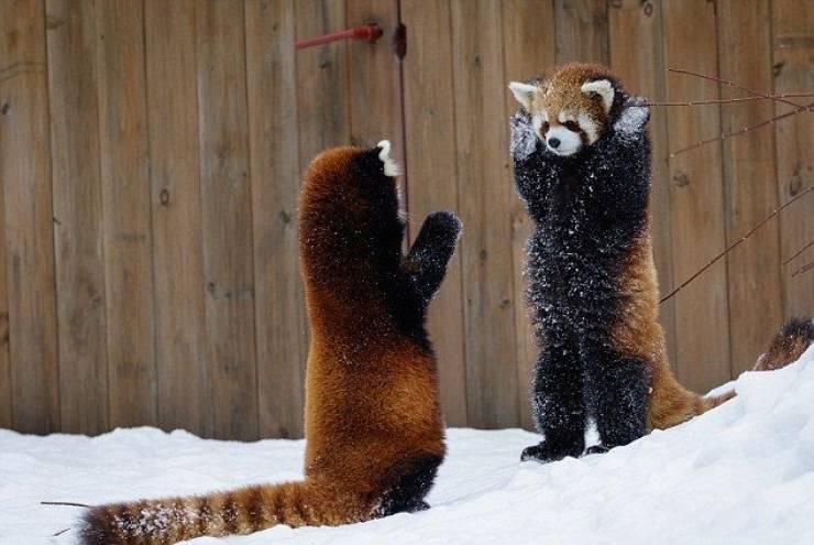 red pandas hands up