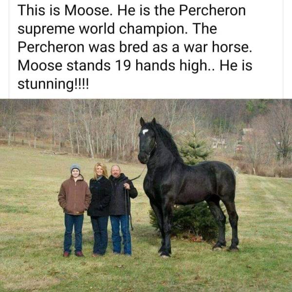 huge horse - This is Moose. He is the Percheron supreme world champion. The Percheron was bred as a war horse. Moose stands 19 hands high.. He is stunning!!!!