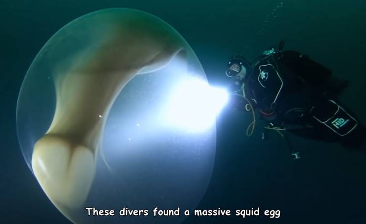 underwater - Nid These divers found a massive squid egg