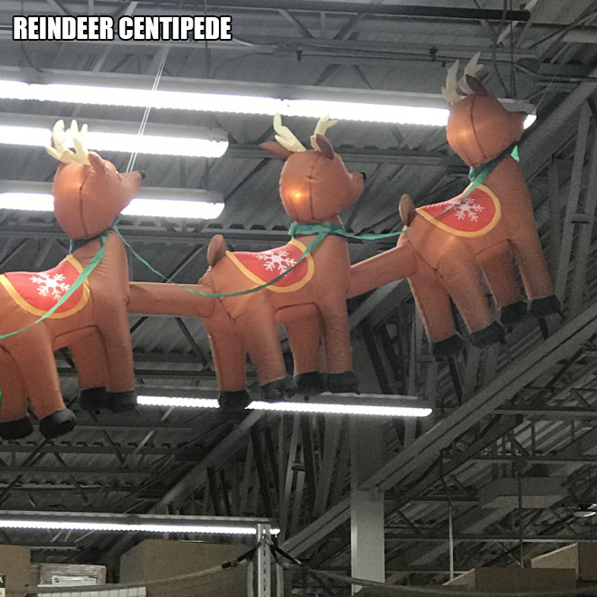 christmas fails - Reindeer Centipede