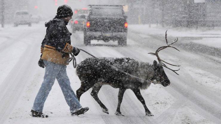 funny random photos -- person walking a pet reindeer
