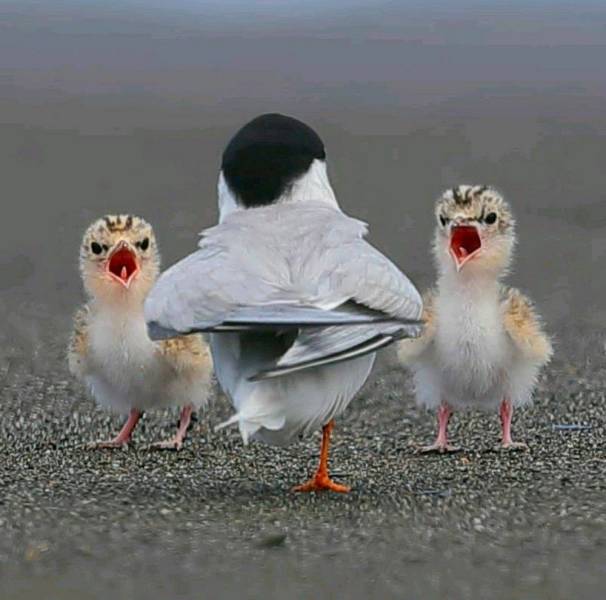 funny random photos - angry birds fighting