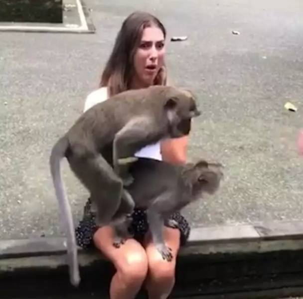 funny random photos - monkeys humping each other on top of woman's lap
