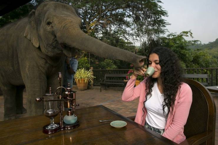funny random photos - elephant stealing woman's coffee
