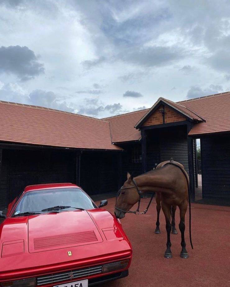 funny random photos - horse sniffing a red porsche car