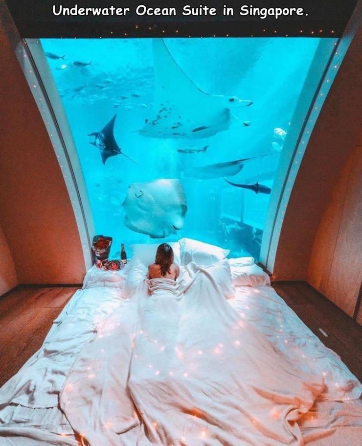 funny random photos - Underwater Ocean Suite in Singapore