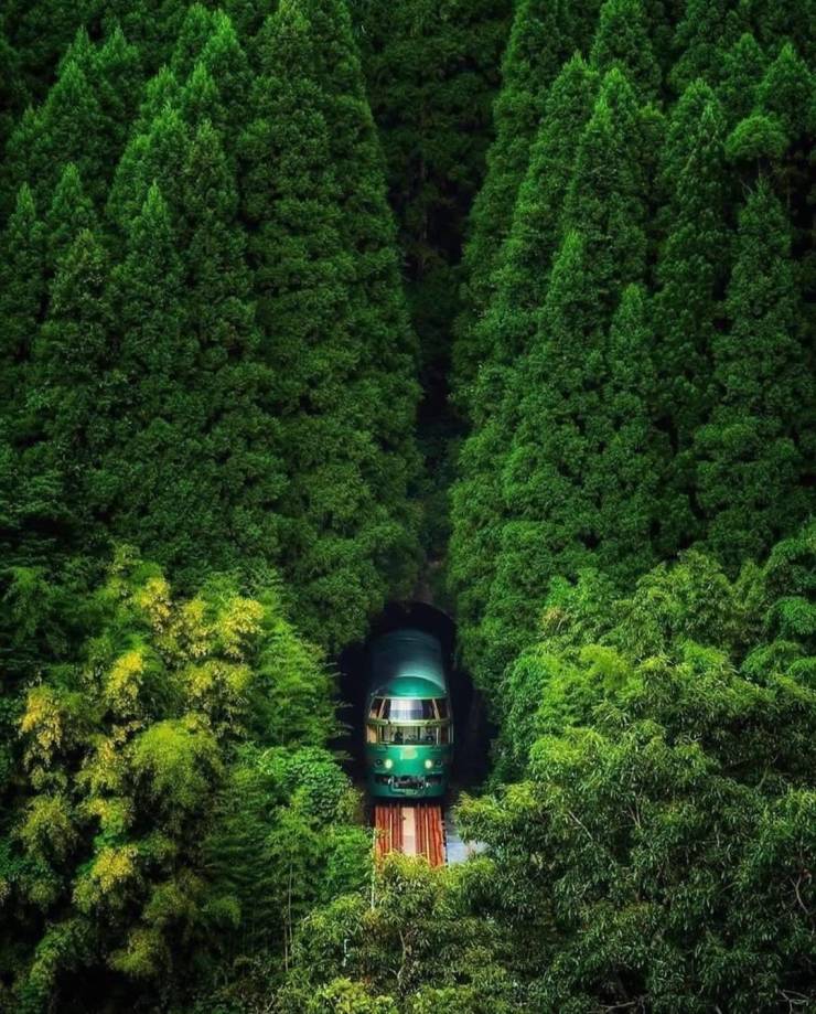 funny random photos - deep green oita forest japan
