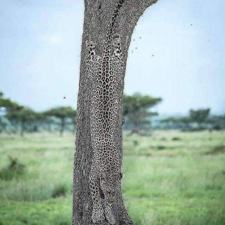 funny random photos - cheetah camouflage against tree