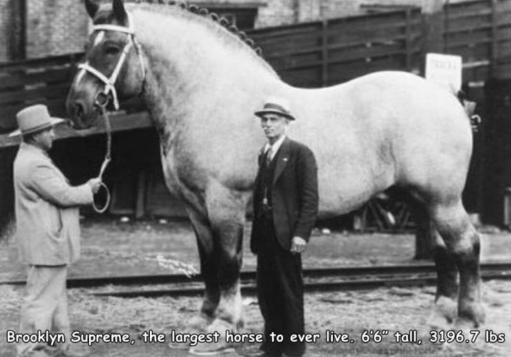 funny random pics - brooklyn supreme - Brooklyn Supreme, the largest horse to ever live. 66" tall, 3196.7 lbs