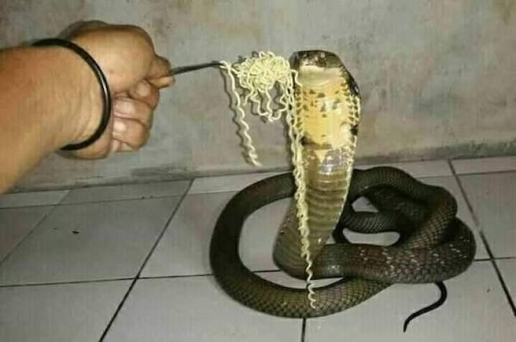 serpent - D