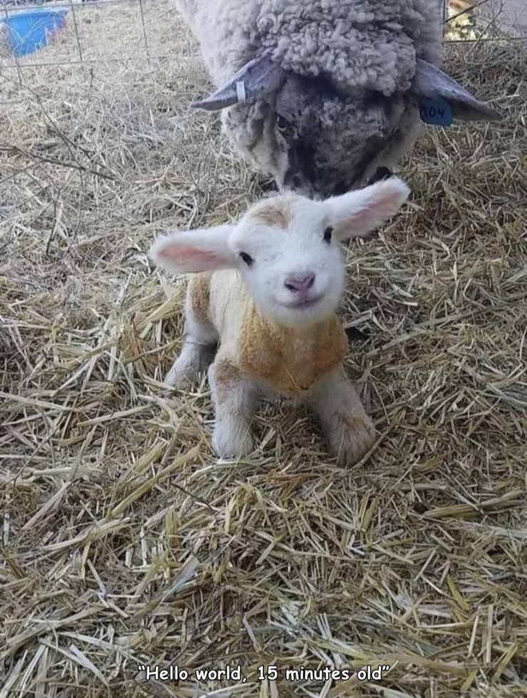 baby lamb - 104 "Hello world, 15 minutes old"