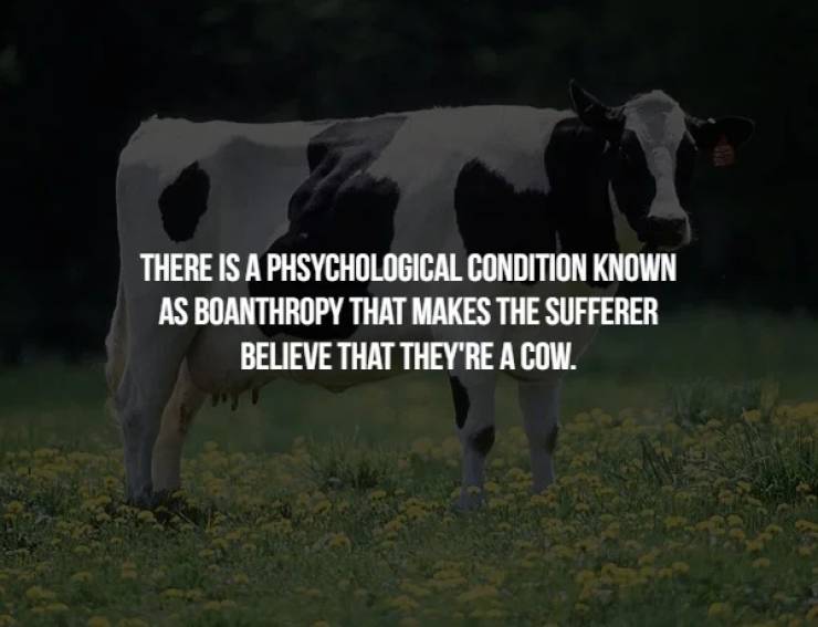 dairy cow - There Is A Phsychological Condition Known As Boanthropy That Makes The Sufferer Believe That They'Re A Cow.