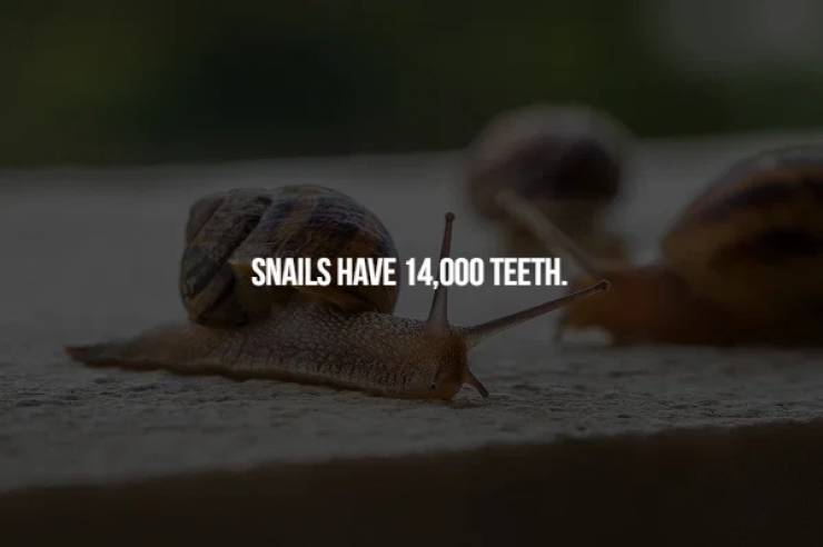 petrovietnam - Snails Have 14,000 Teeth.