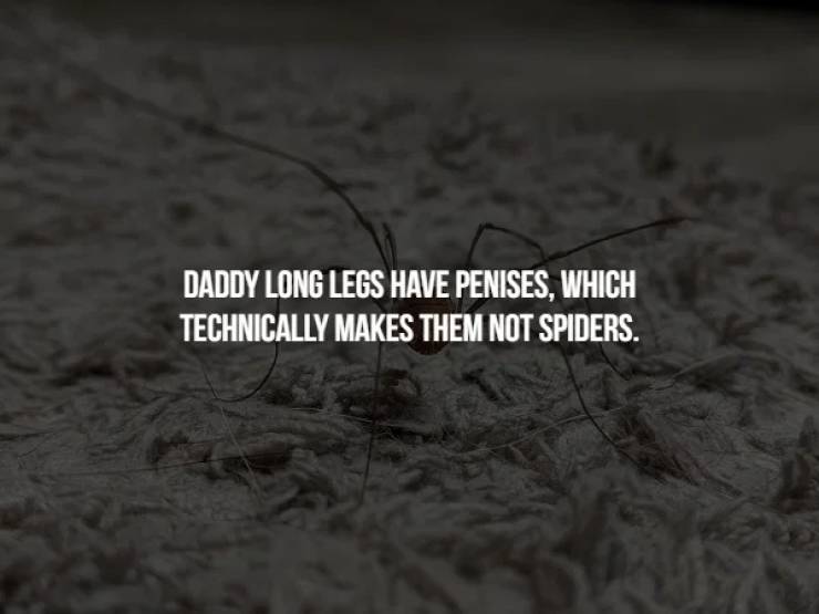 darkness - Daddy Long Legs Have Penises, Which Technically Makes Them Not Spiders.