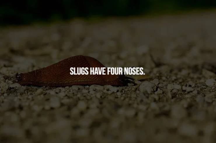 Slug - Slugs Have Four Noses.