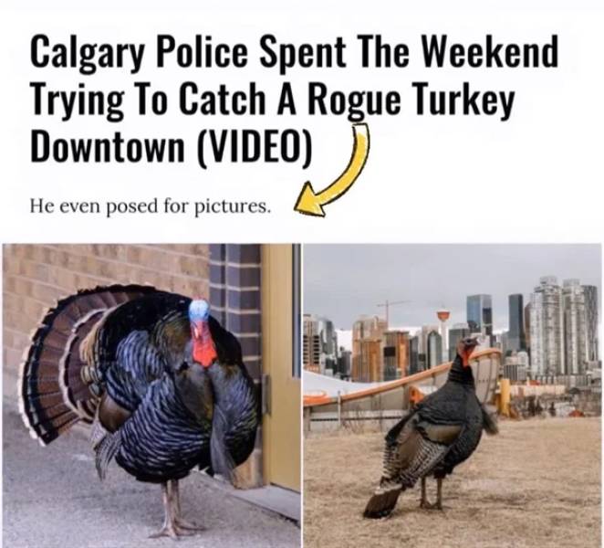 fauna - Calgary Police Spent The Weekend Trying To Catch A Rogue Turkey Downtown Video He even posed for pictures.