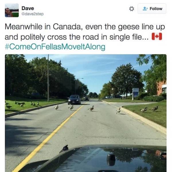 lane - Dave Meanwhile in Canada, even the geese line up and politely cross the road in single file... I