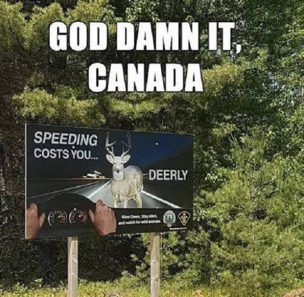 funny canada jokes - God Damn It Canada Speeding Costs You. Deerly Show Style and for an