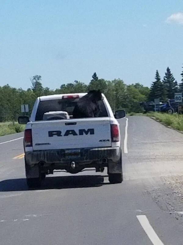 bumper - 80 Ram