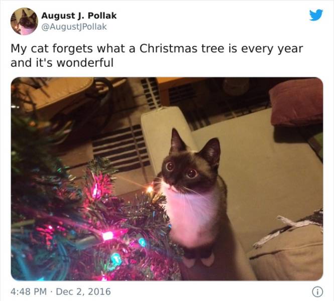 my cat forgets what a christmas tree - August . Pollak Pollak My cat forgets what a Christmas tree is every year and it's wonderful 0